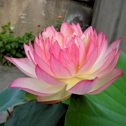 Bowl Lotus Pink Tuber
