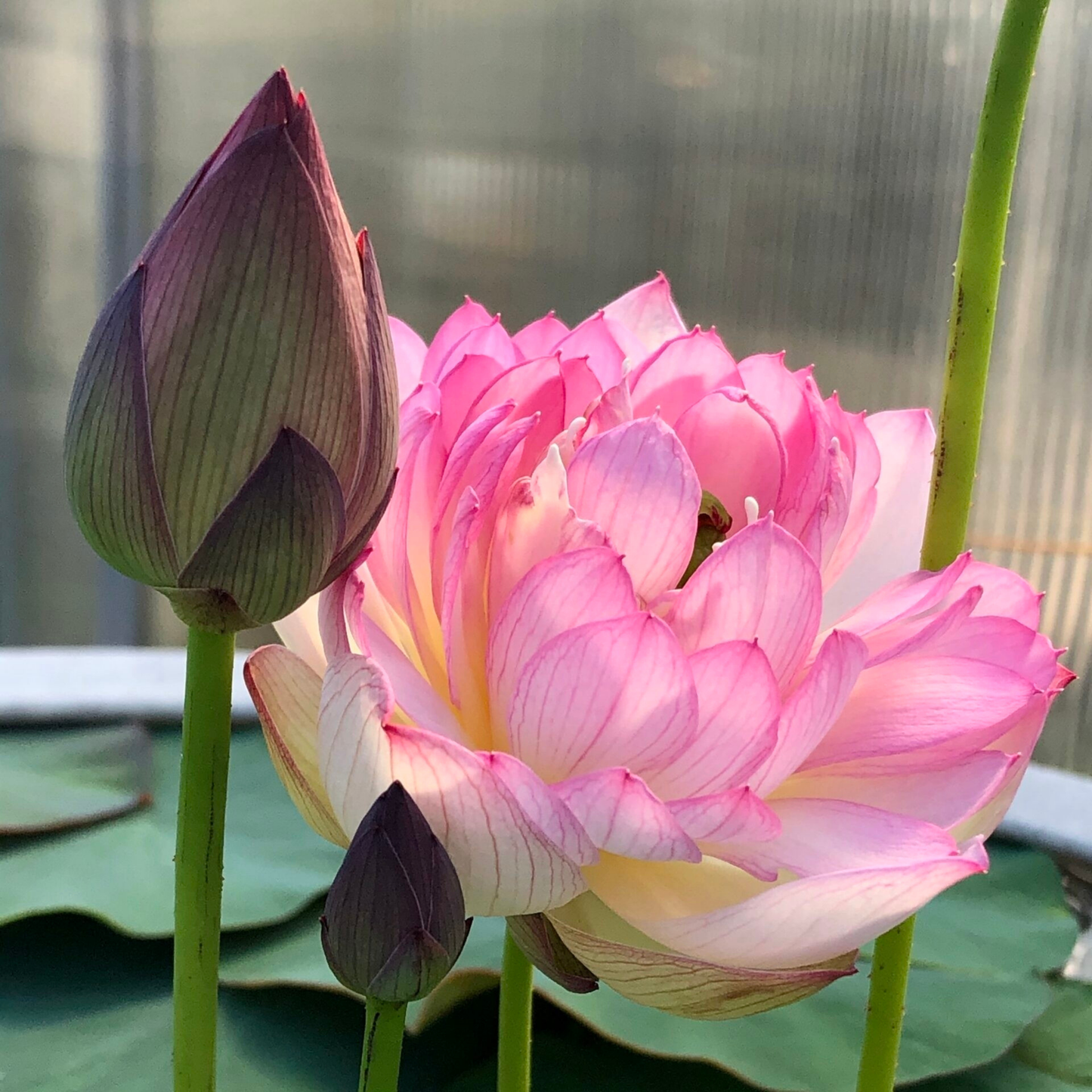 Bowl Lotus Pink Tuber