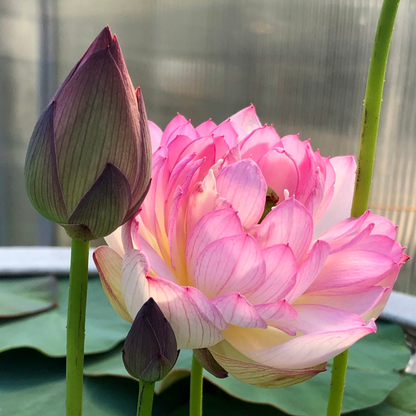 Bowl Lotus Pink Tuber