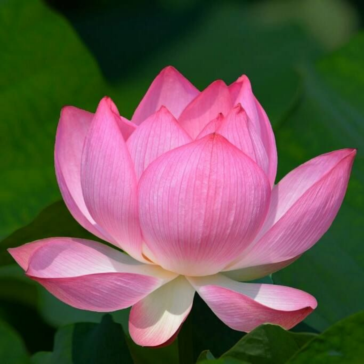 Bowl Lotus Pink Tuber