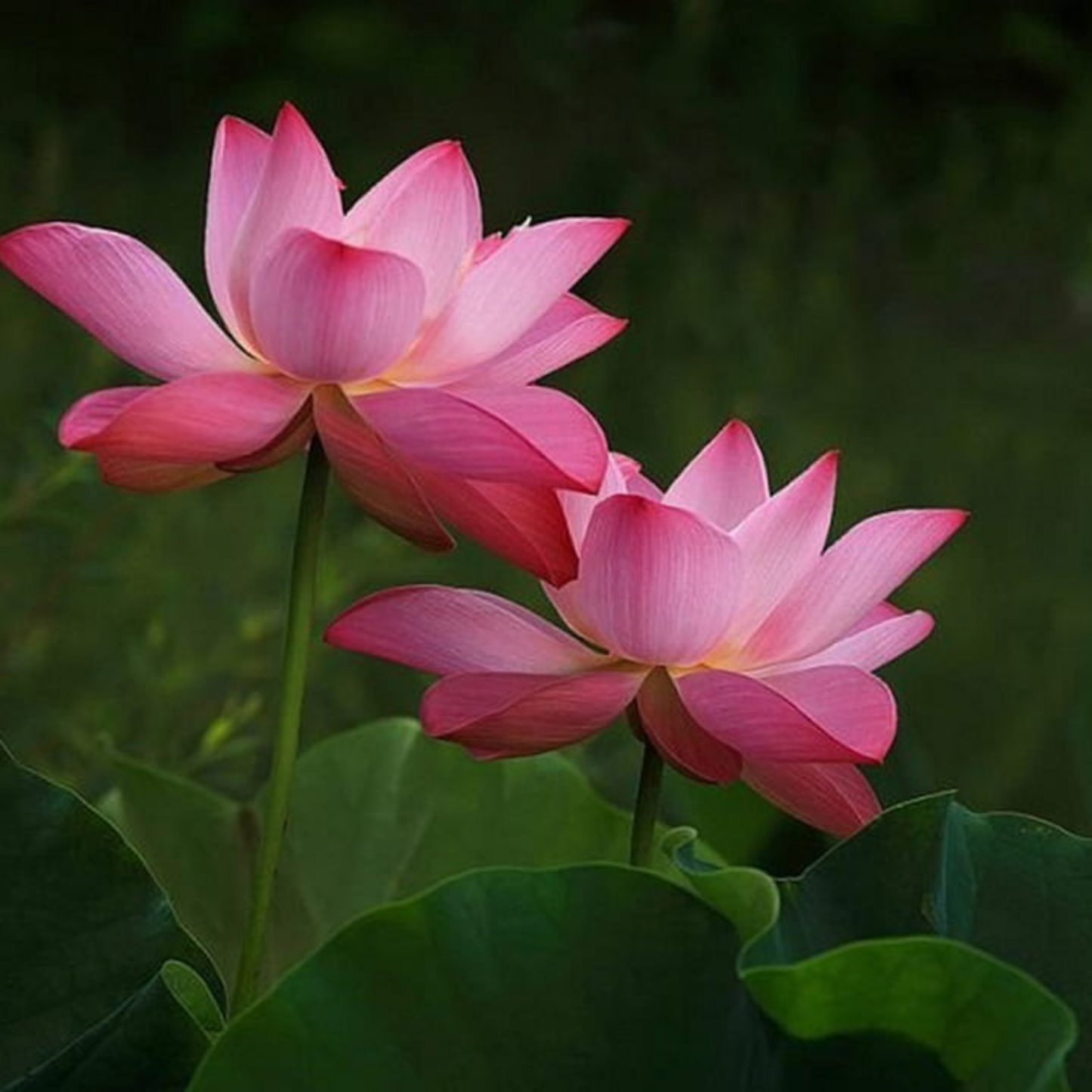 Bowl Lotus Pink Tuber