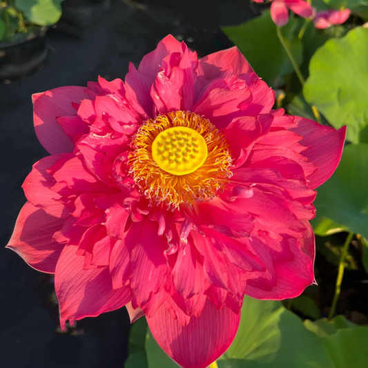 Bowl Lotus Red Philip Tuber