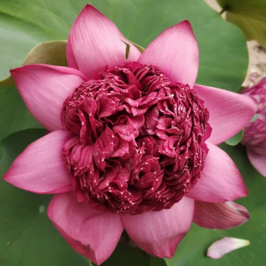 Bowl Lotus Thammo Pink Double Flowering Live Tuber Plant