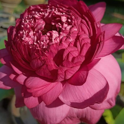 Bowl Lotus Thammo Pink Double Flowering Live Tuber Plant