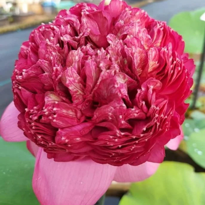 Bowl Lotus Thammo Pink Double Flowering Live Tuber Plant