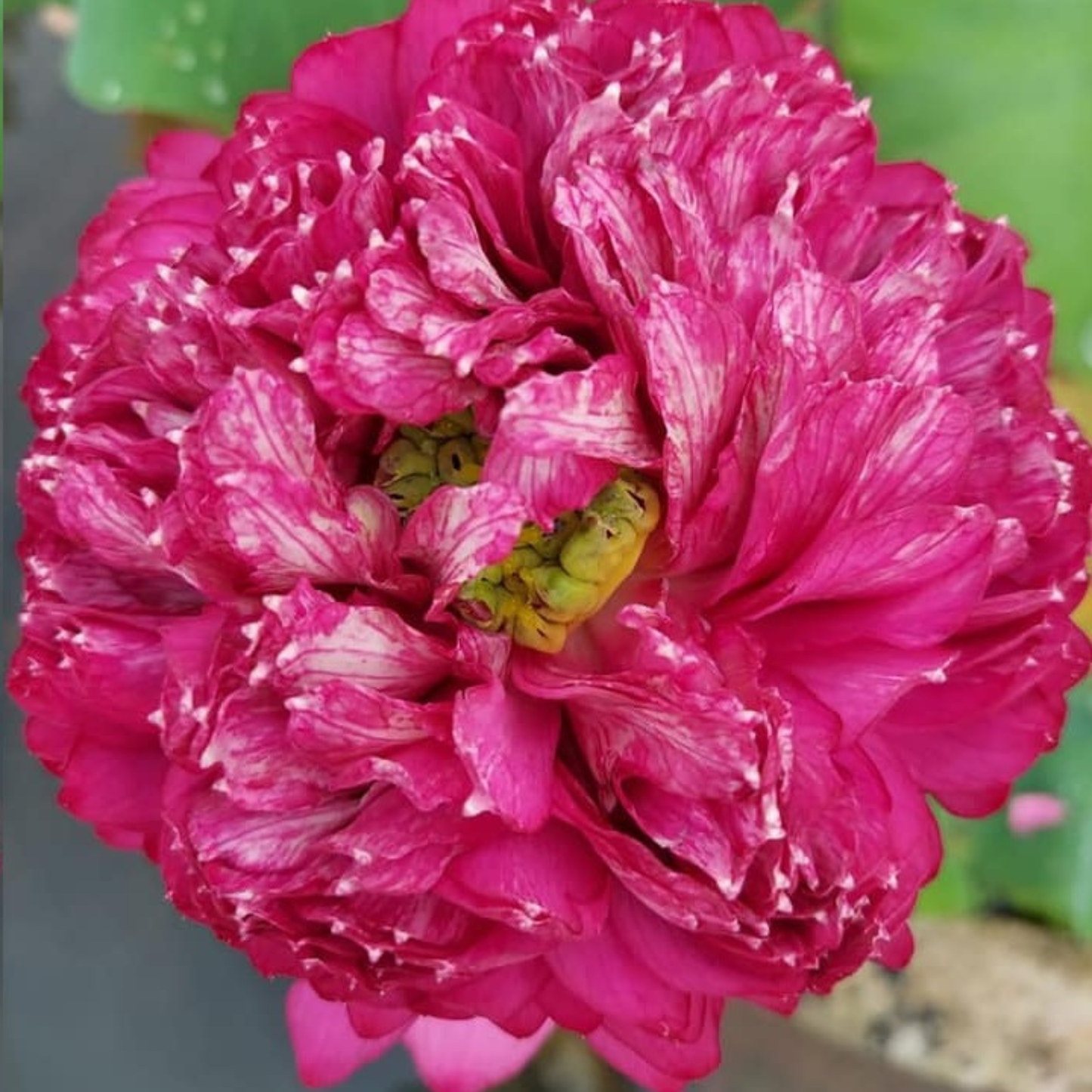 Bowl Lotus Thammo Pink Double Flowering Live Tuber Plant