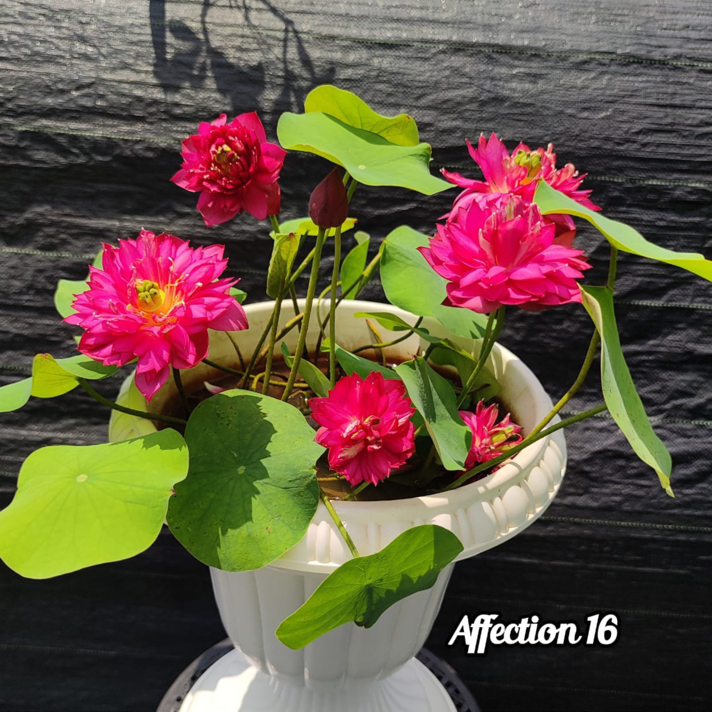 Bowl Lotus Tuber Affection 16 – Rare Pink Double Flowering Mini Lotus for Pots