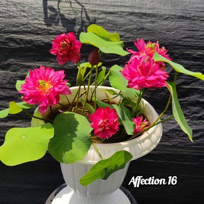 Bowl Lotus Tuber Affection 16 – Rare Pink Double Flowering Mini Lotus for Pots