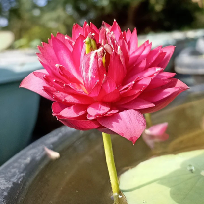 Bowl Lotus Tuber Affection 16 – Rare Pink Double Flowering Mini Lotus for Pots