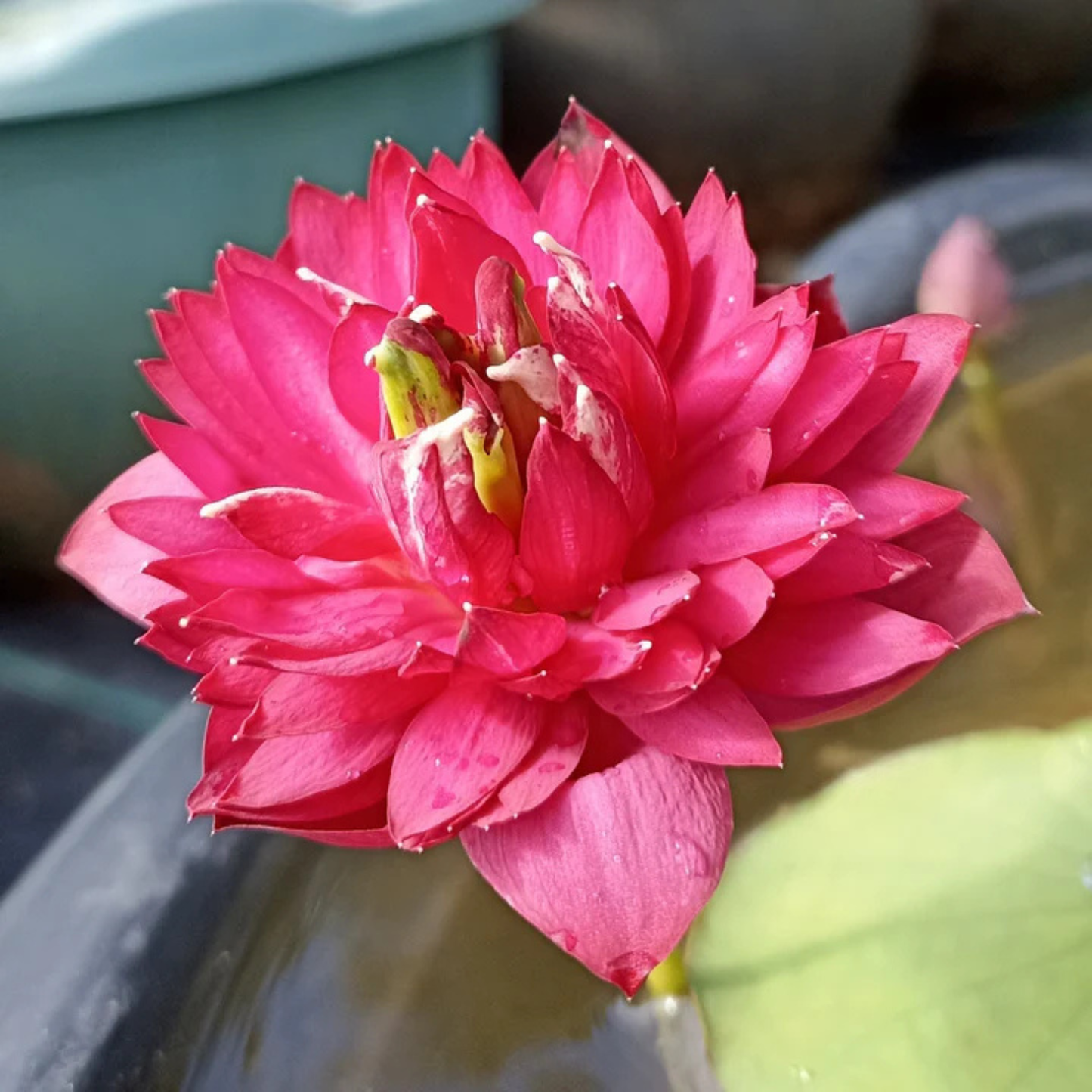 Bowl Lotus Tuber Affection 16 – Rare Pink Double Flowering Mini Lotus for Pots