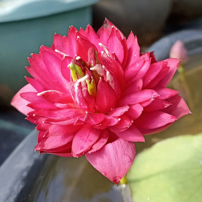 Bowl Lotus Tuber Affection 16 – Rare Pink Double Flowering Mini Lotus for Pots