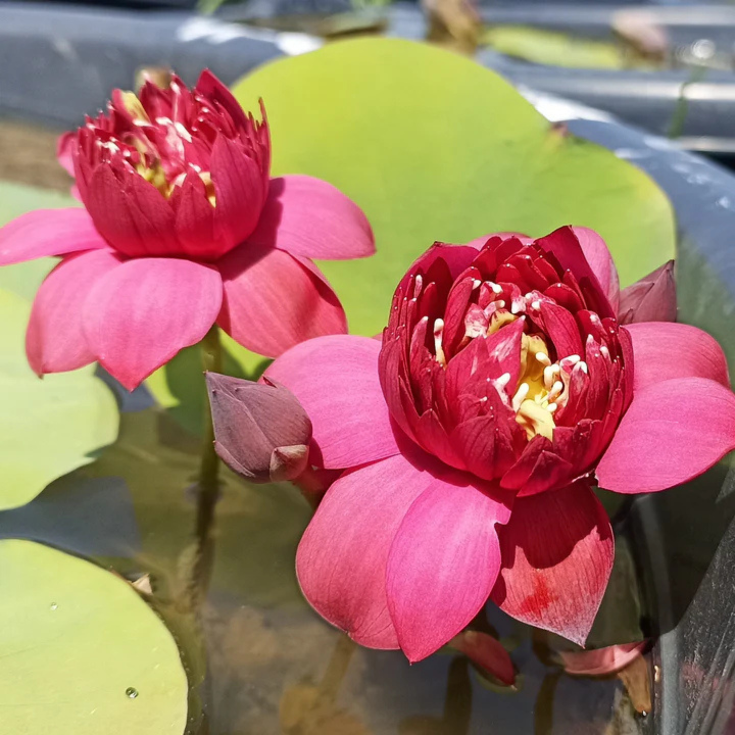 Bowl Lotus Tuber Affection 16 – Rare Pink Double Flowering Mini Lotus for Pots