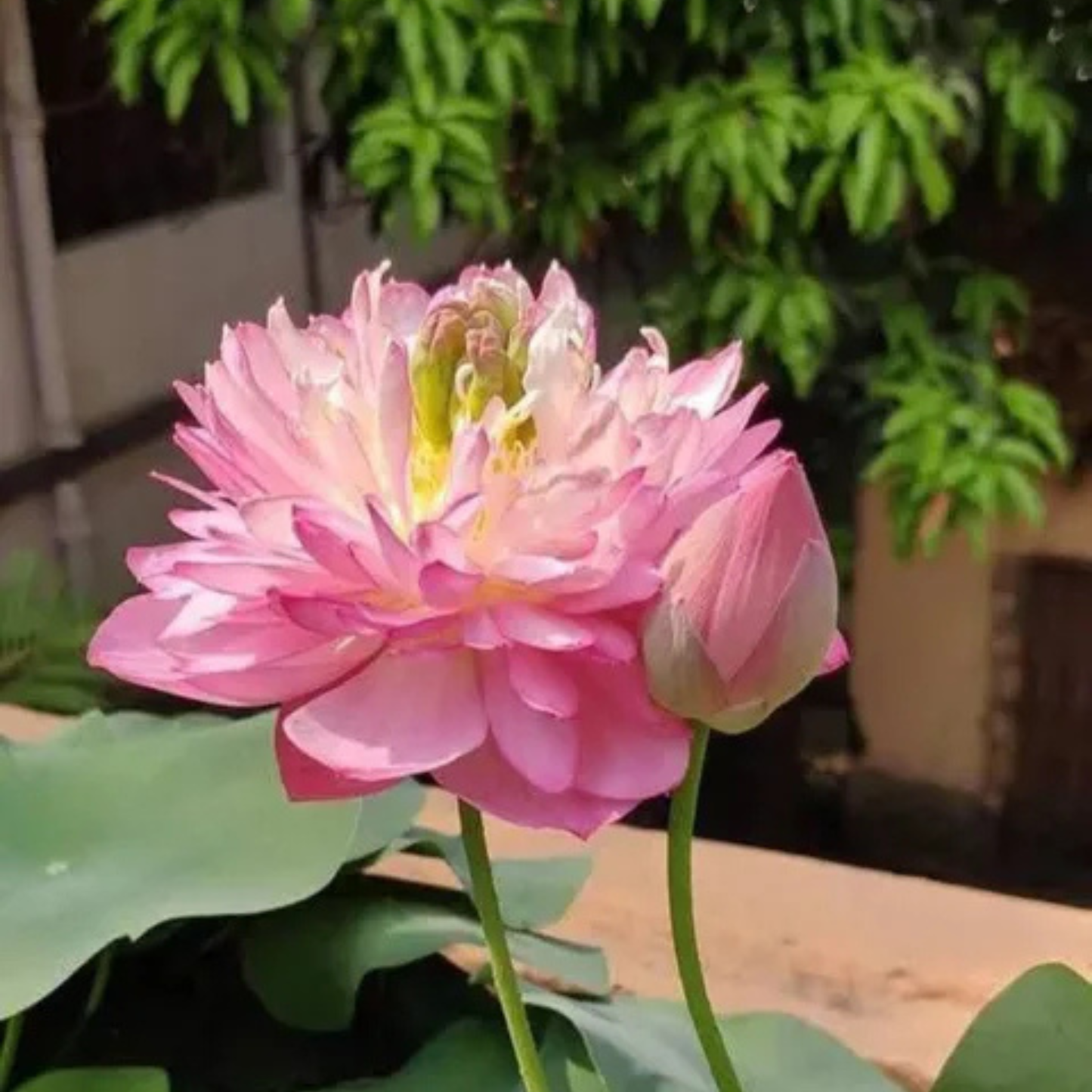 Bowl Lotus Tuber Amery Peony
