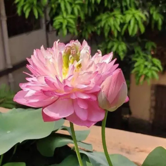 Bowl Lotus Tuber Amery Peony