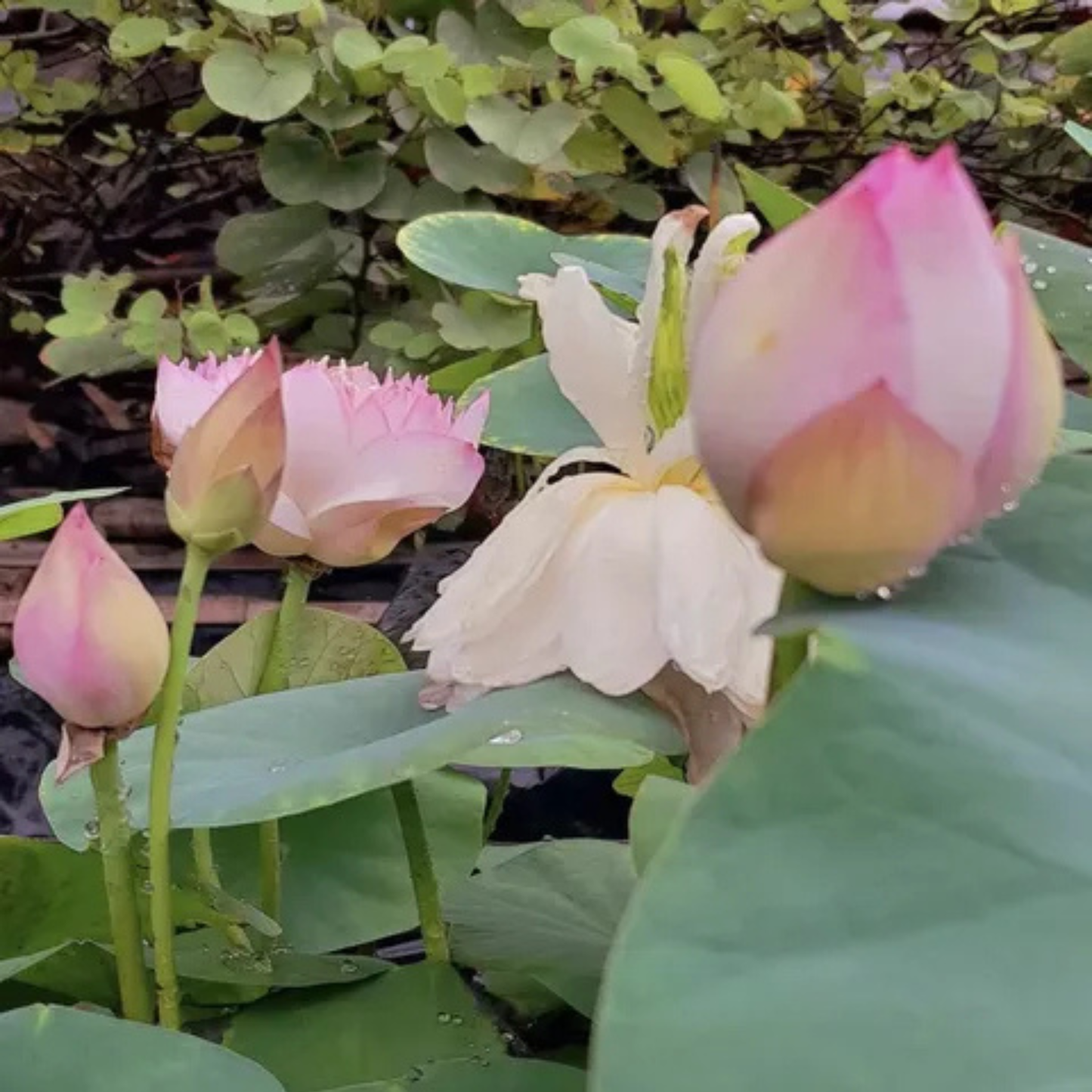 Bowl Lotus Tuber Amery Peony