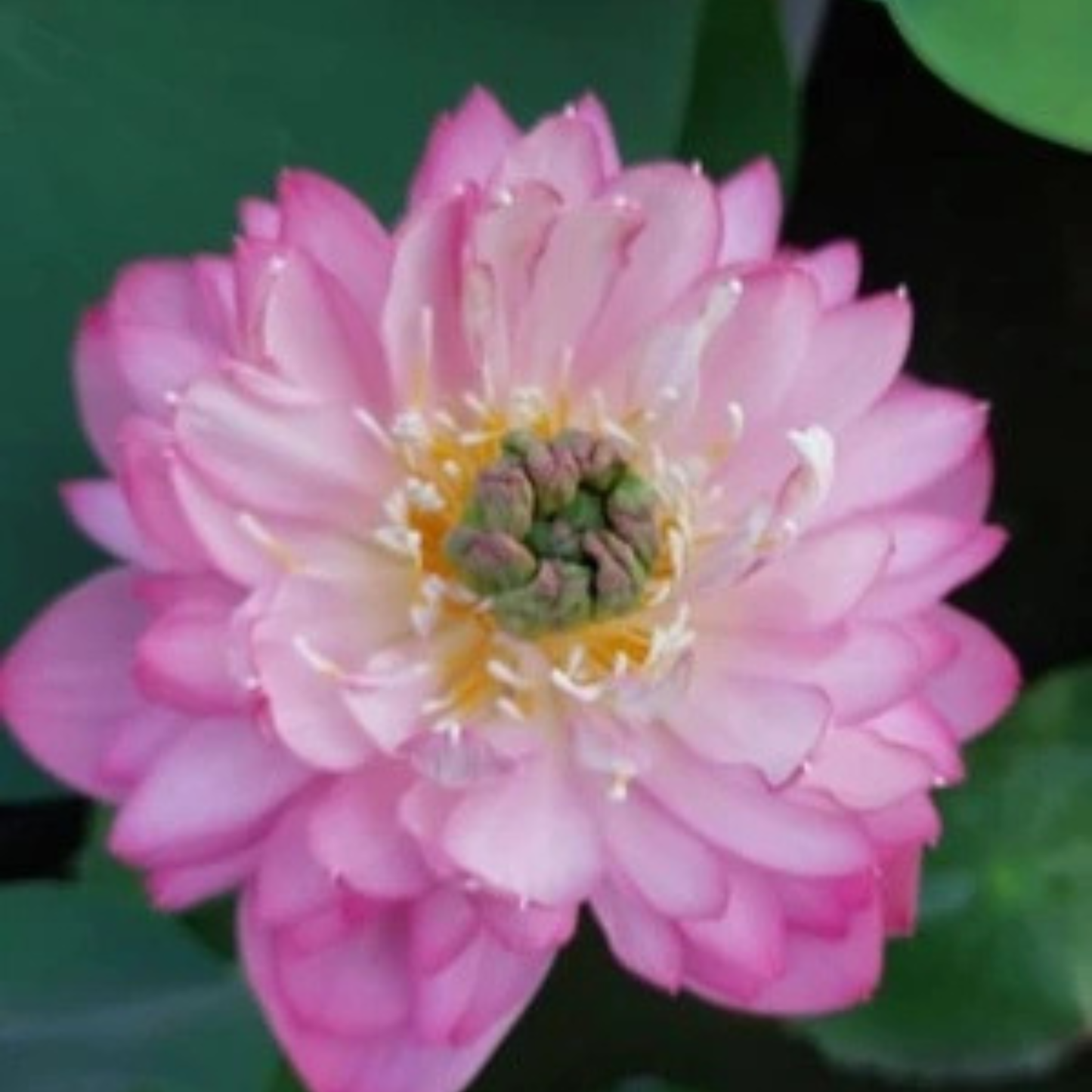 Bowl Lotus Tuber Amery Peony