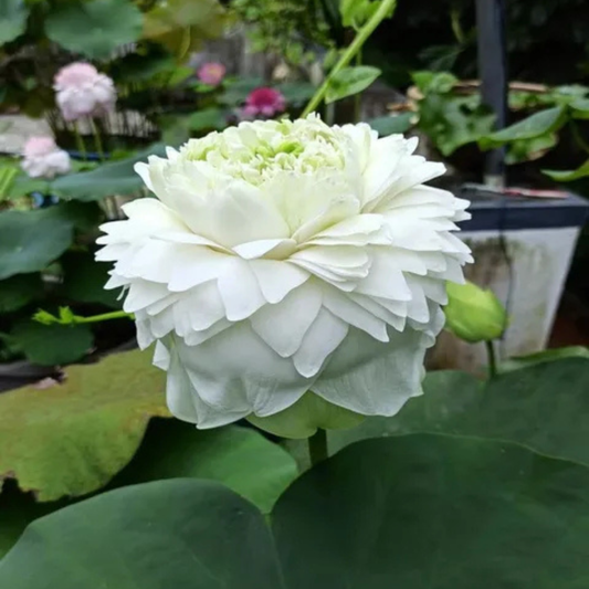 Bowl Lotus Tuber White Peony