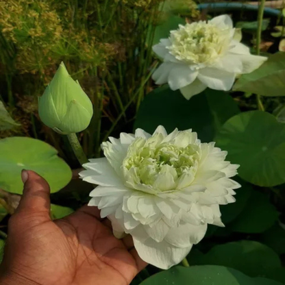 Bowl Lotus Tuber White Peony