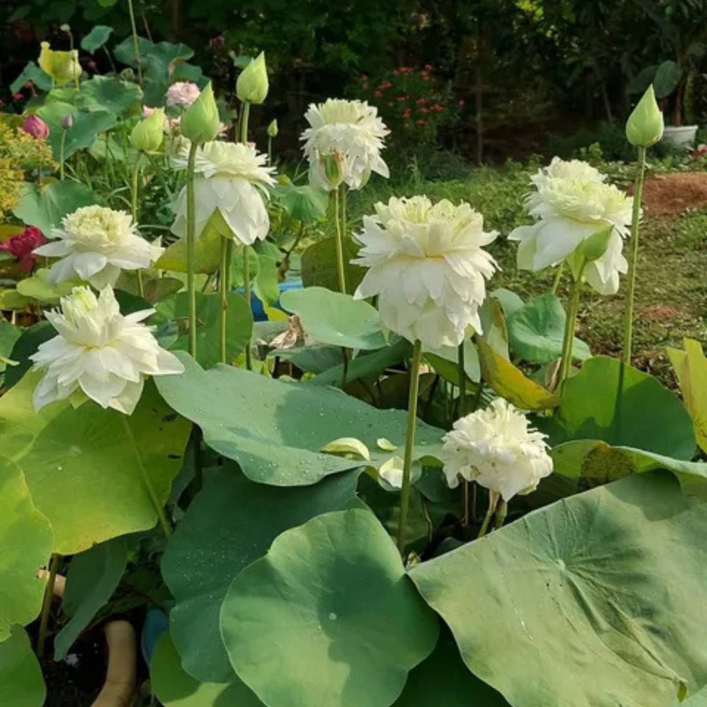 Bowl Lotus Tuber White Peony