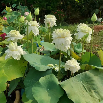Bowl Lotus Tuber White Peony
