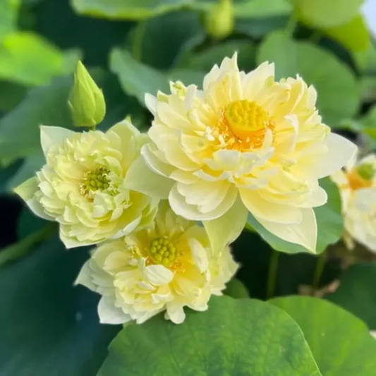 Bowl Lotus Tuber Yellow Peony
