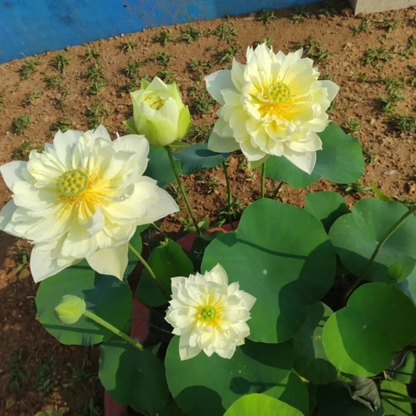 Bowl Lotus Tuber Yellow Peony