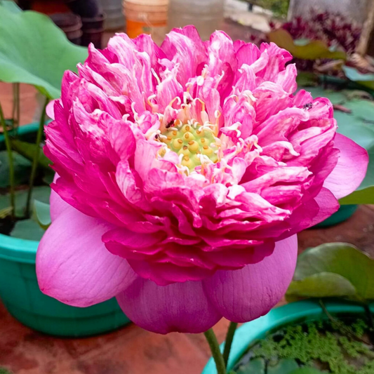 Bowl Lotus Tuber – Bucha | Premium Deep Pink Double Petal Lotus