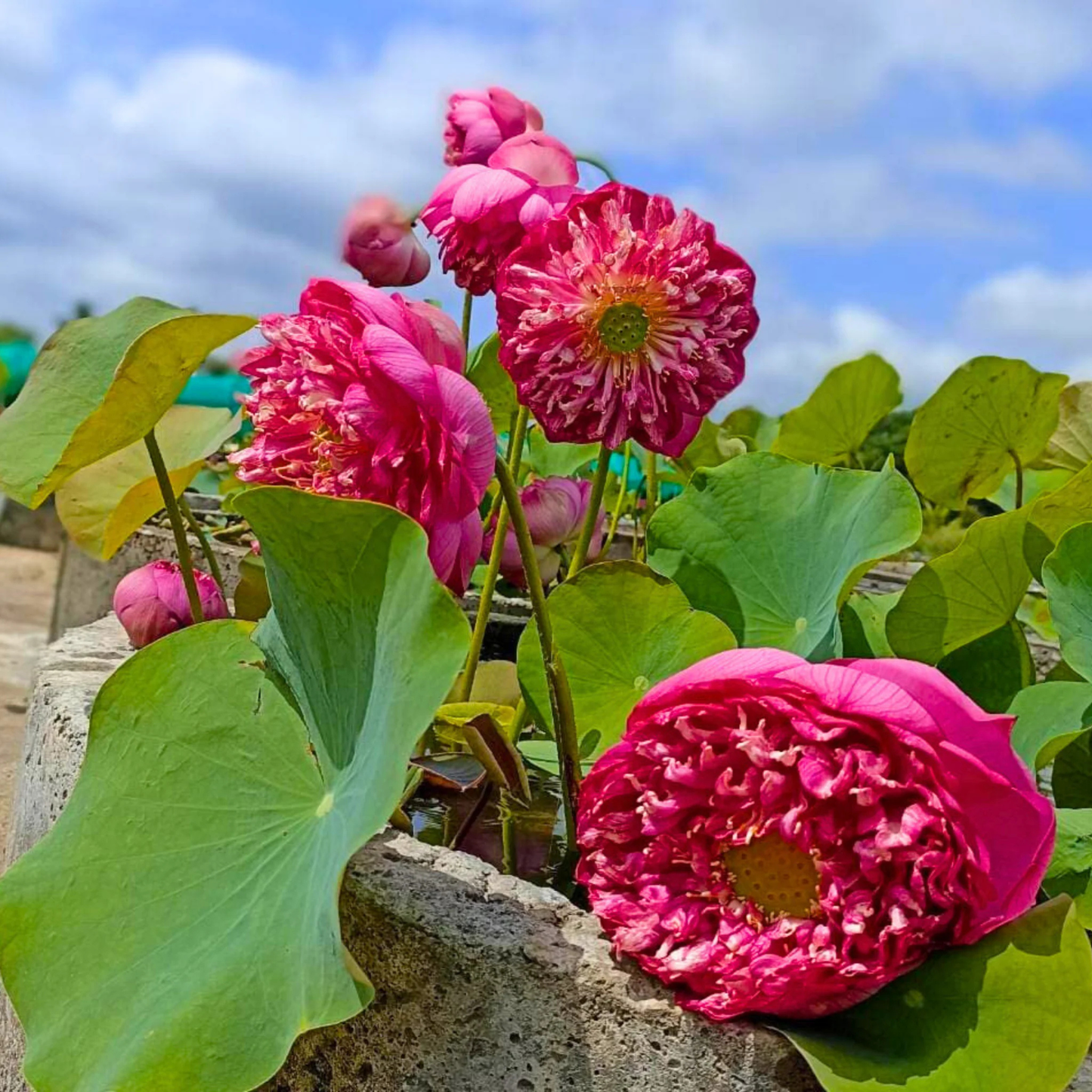 Bowl Lotus Tuber – Bucha | Premium Deep Pink Double Petal Lotus