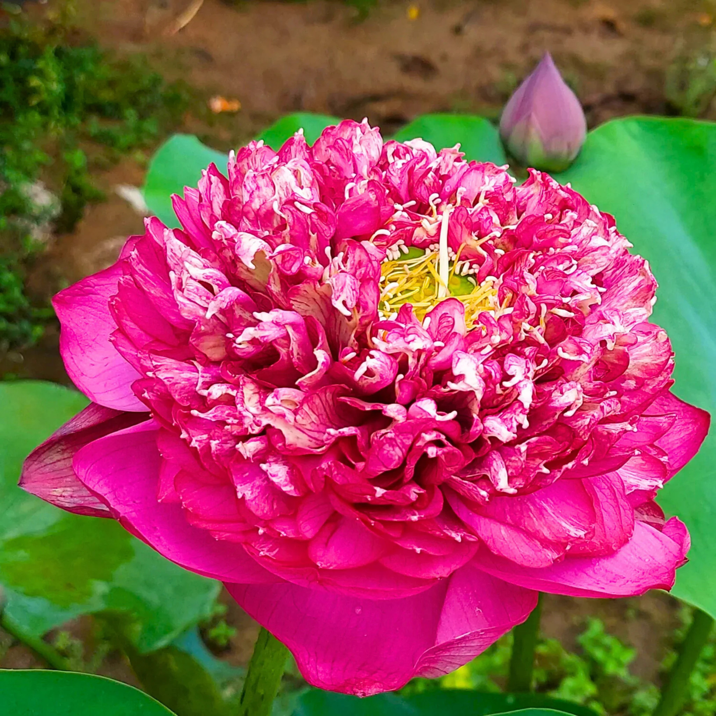 Bowl Lotus Tuber – Bucha | Premium Deep Pink Double Petal Lotus