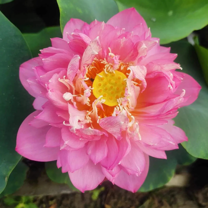 Bowl Lotus Tuber – Pastel Blood | Rare Pink Double-Petal Water Lotus
