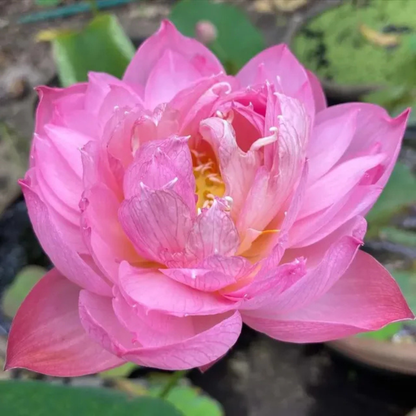 Bowl Lotus Tuber – Pastel Blood | Rare Pink Double-Petal Water Lotus