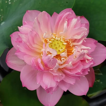 Bowl Lotus Tuber – Pastel Blood | Rare Pink Double-Petal Water Lotus