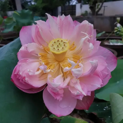 Bowl Lotus Tuber – Pastel Blood | Rare Pink Double-Petal Water Lotus
