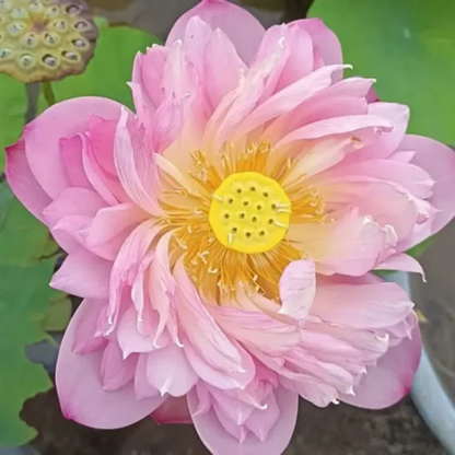 Bowl Lotus Tuber – Pastel Blood | Rare Pink Double-Petal Water Lotus