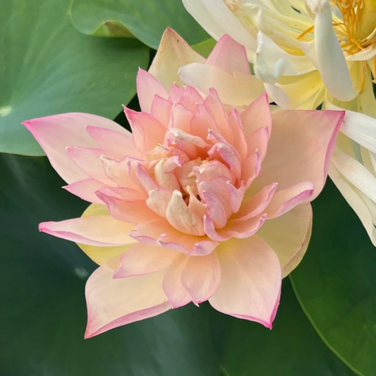 Bowl Lotus Tuber – Peach Lady | Fragrant Double Petal Peach Lotus