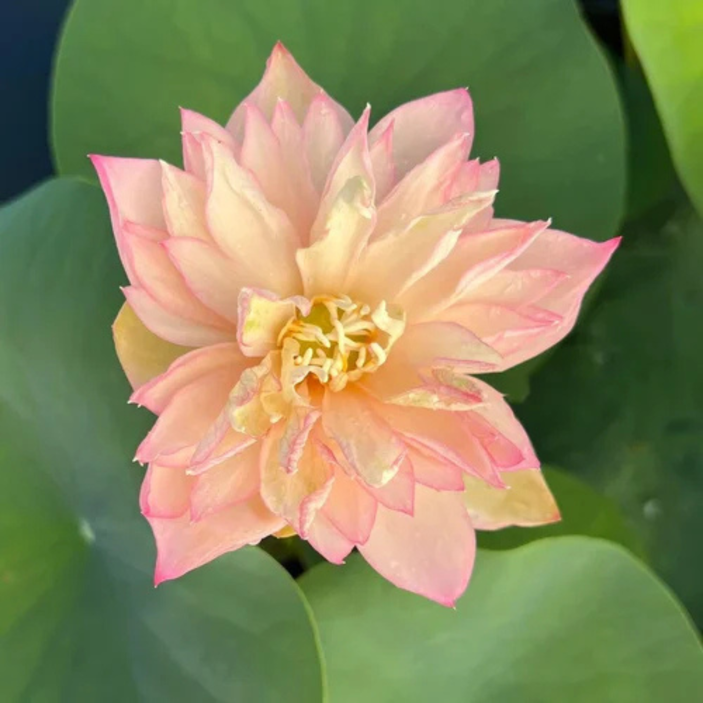 Bowl Lotus Tuber – Peach Lady | Fragrant Double Petal Peach Lotus