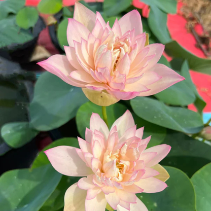 Bowl Lotus Tuber – Peach Lady | Fragrant Double Petal Peach Lotus