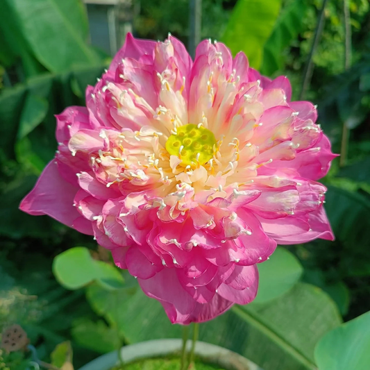 Bowl Lotus Tuber – Peak of Pink | Premium Double-Petal Pink Lotus