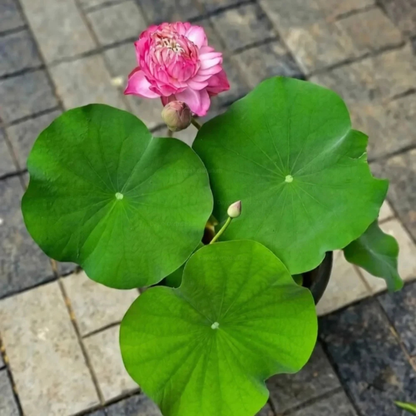 Bowl Lotus Tuber – Peak of Pink | Premium Double-Petal Pink Lotus