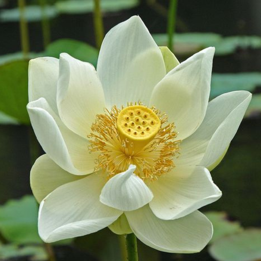 Bowl Lotus White Tuber
