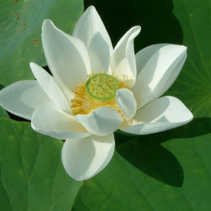 Bowl Lotus White Tuber