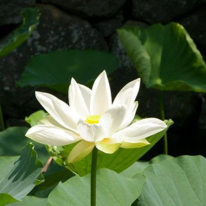 Bowl Lotus White Tuber
