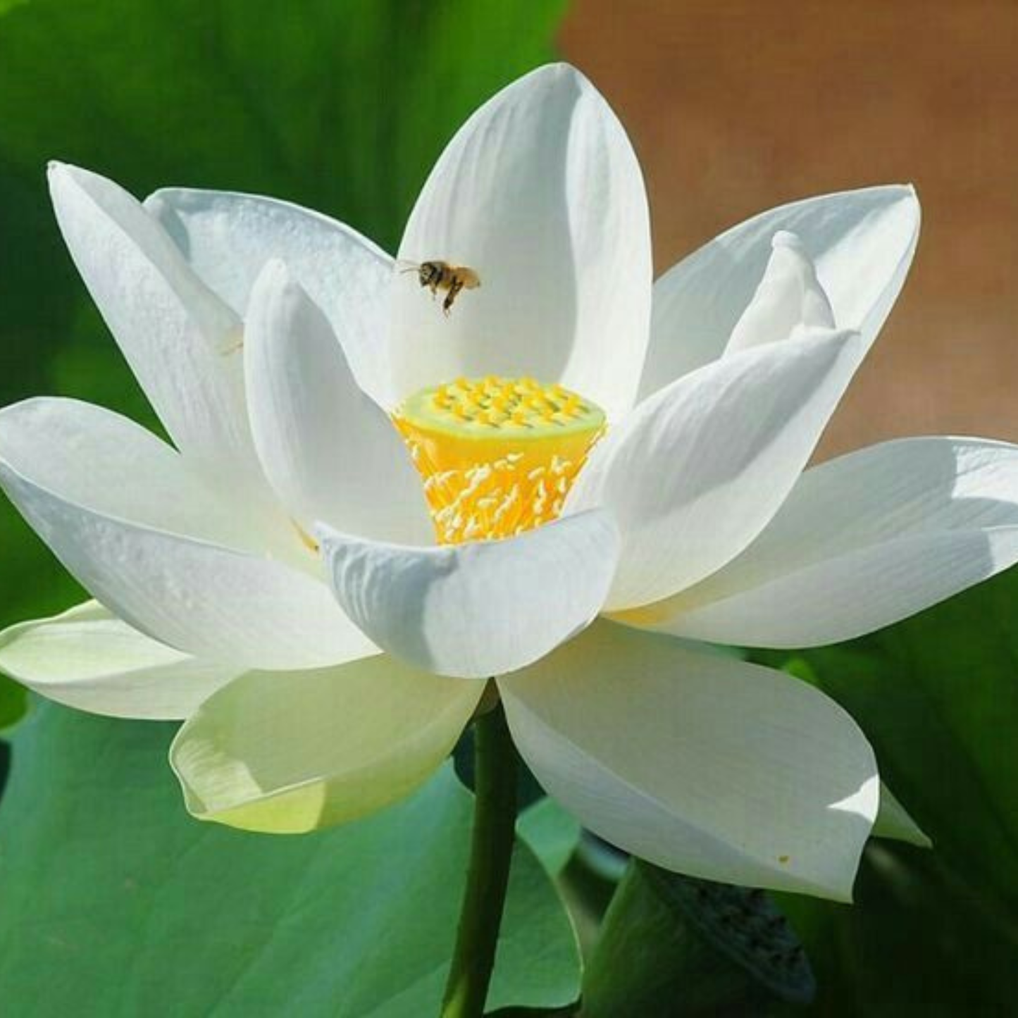 Bowl Lotus White Tuber