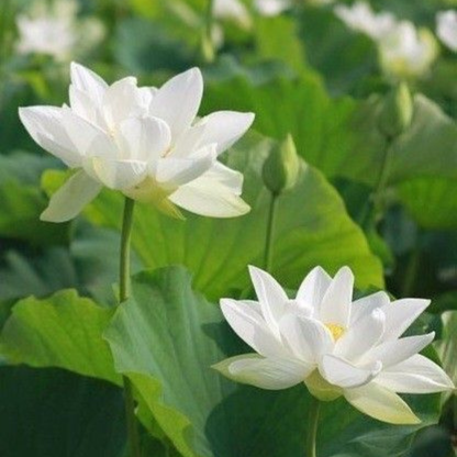 Bowl Lotus White Tuber