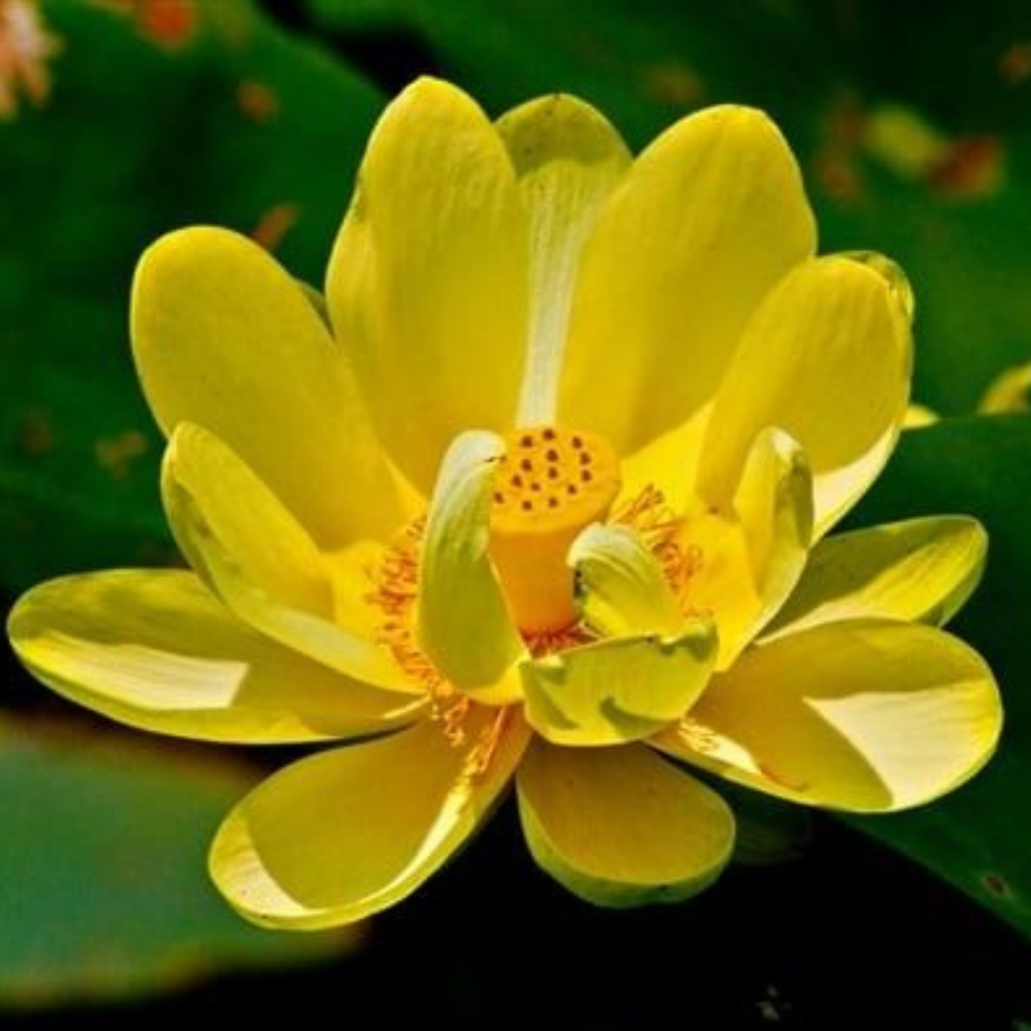 Bowl Lotus Yellow Tuber