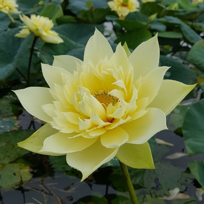 Bowl Lotus Yellow Tuber