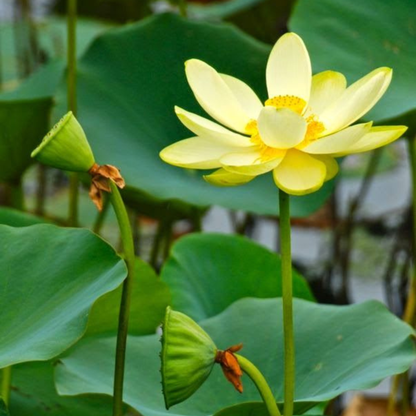 Bowl Lotus Yellow Tuber