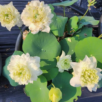 Bowl Lotus Tuber White Peony