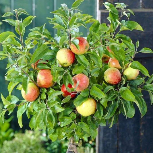 Braeburn Apple Grafted Live Plant