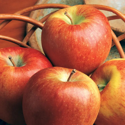 Braeburn Apple Grafted Live Plant